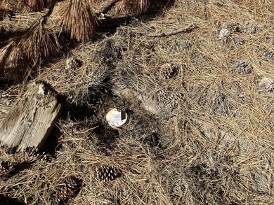 This Land has WELL and SEPTIC on its property. This Super 2.21 - photo 5