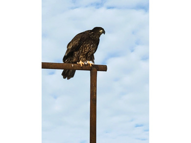 Henry's Fork Snake River Ranch - A Legacy Recreational and - photo 12