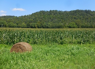 23 Acres on Roaring River Property borders TVA on Roaring River - photo 22