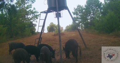 Lake Acreage For Sale in Linden, Texas