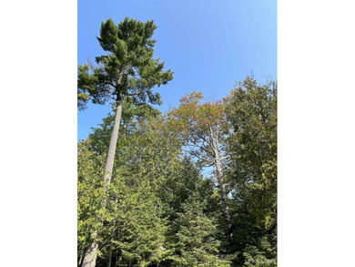 Spacious building site in Hemlock Views just west of Manistique - photo 42