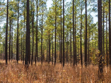 Located just minutes from historic Macon, Georgia, Buckelew Farm - photo 2
