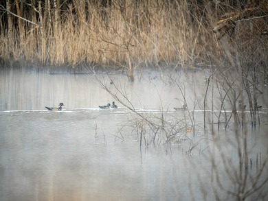 Located just minutes from historic Macon, Georgia, Buckelew Farm - photo 5