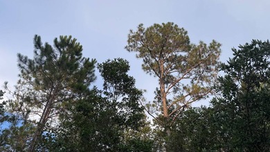 This property is a portion of a larger, heavily wooded property - photo 17