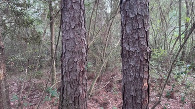 This property is a portion of a larger, heavily wooded property - photo 21