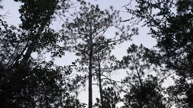 This property is a portion of a larger, heavily wooded property - photo 25