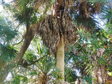 The Best Lot available on Edisto Beach with direct beach access - photo 12
