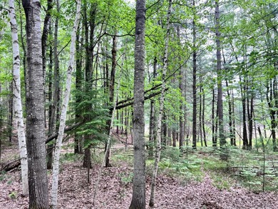 2.16 Acre Build-Ready Lot near Eagle River! Tucked away in a - photo 4