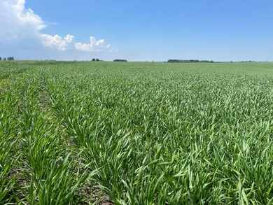 120 +/- acres Hurricane Lake Roberts County, SD. 106 +/- of - photo 7