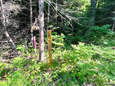 This prime, 5+ acre well-wooded lot in Northern Wisconsin offers - photo 4