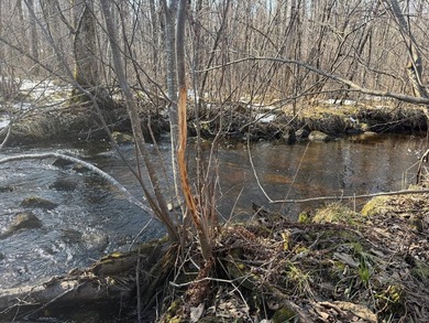 5.3 wooded acres on the South Fork of Main Creek. The property - photo 8