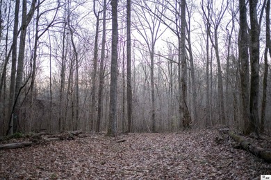 Hunting Land for sale in Jefferson County, MS. This 428.5+/- - photo 2