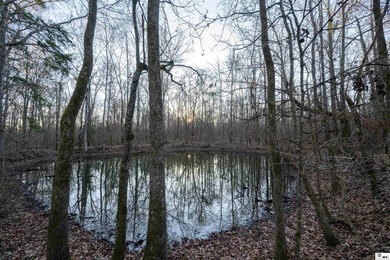 Hunting Land for sale in Jefferson County, MS. This 428.5+/- - photo 3
