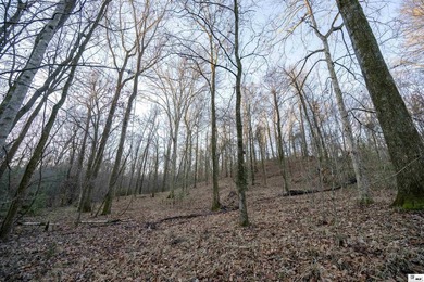 Hunting Land for sale in Jefferson County, MS. This 428.5+/- - photo 6