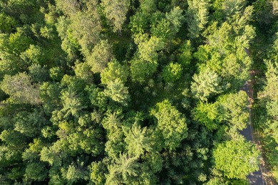 Lot 2, Dads Lake Rd - This 1.73 acre parcel has some contour off - photo 4