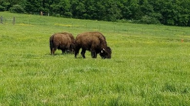 This property is Lake Life meets Farm Life! WALKING DISTANCE to - photo 35