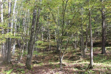 Discover your private 290+ acre Catskills retreat, a true - photo 4