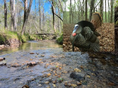 (private lake, pond, coastal) Acreage For Sale in Rockford Alabama