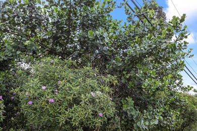 Build your island dream on this desirable vacant corner lot - photo 25
