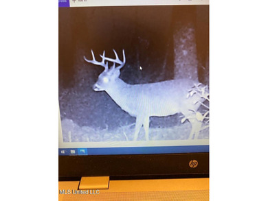 Hunting land for sale in Woodville, MS. This property is 125+- - photo 1