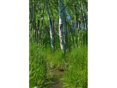 Misty Creek Ranch presents the Creekside lot, 40 acres of - photo 17