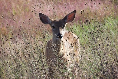 Lake Arrowhead Lakes Course Property! Just a chip shot away from - photo 33