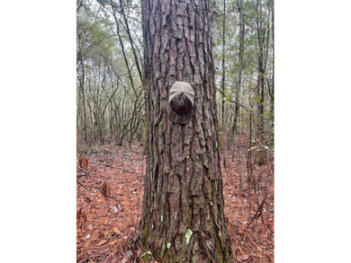 LOCATED IN WAYNE COUNTY, MISSISSIPPI, ROUGHLY NINE MILES - photo 2