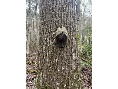 LOCATED IN WAYNE COUNTY, MISSISSIPPI, ROUGHLY NINE MILES - photo 6