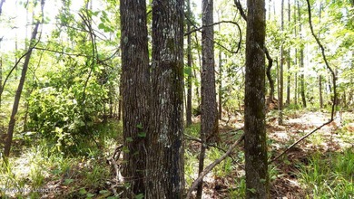 Yalobusha County 70.758 Acres of Open and Wooded land with a - photo 11