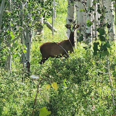 Lake Acreage For Sale in Whitewater, Colorado