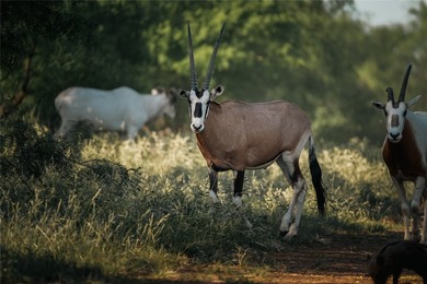 Just outside of Graham, Texas, this exceptional high-fence ranch - photo 15