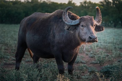 Just outside of Graham, Texas, this exceptional high-fence ranch - photo 17