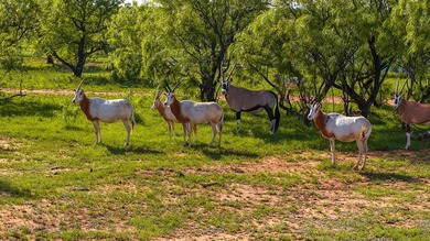 Just outside of Graham, Texas, this exceptional high-fence ranch - photo 19