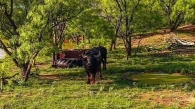 Just outside of Graham, Texas, this exceptional high-fence ranch - photo 27