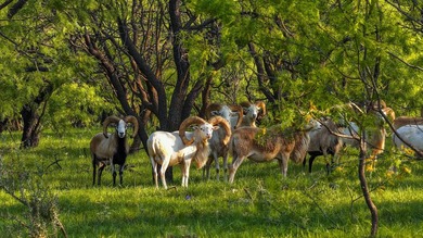 Just outside of Graham, Texas, this exceptional high-fence ranch - photo 30