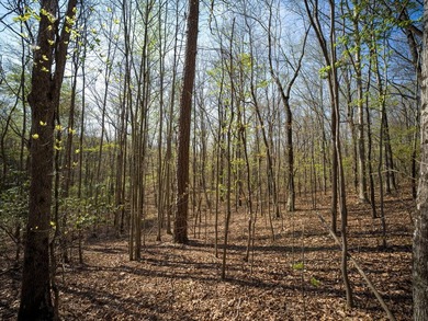 Welcome to an exceptional 42 acre opportunity to own land - photo 14