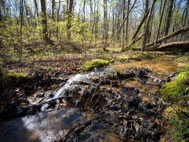 Welcome to an exceptional 42 acre opportunity to own land - photo 20