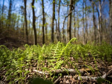Welcome to an exceptional 42 acre opportunity to own land - photo 29