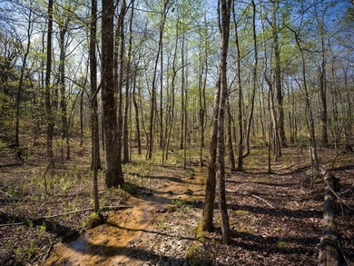 Welcome to an exceptional 42 acre opportunity to own land - photo 43