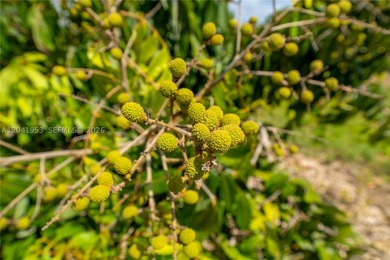 19.63-Acre Producing Sweetheart Lychee/BQ Longan Grove - Corner - photo 11