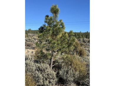 Buildable, beautiful and reasonably priced 5-acre property in - photo 14