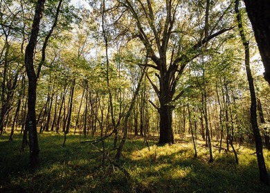 WELCOME TO A PREMIER HUNTING AND RECREATIONAL PROPERTY IN THE - photo 27