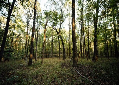 WELCOME TO A PREMIER HUNTING AND RECREATIONAL PROPERTY IN THE - photo 45