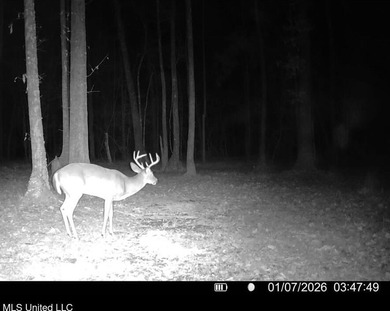 If you've been searching for a manageable hunting property with - photo 50