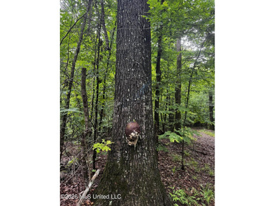 Discover an exceptional 295+/- acre recreational and hunting - photo 26