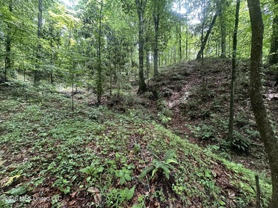 Discover an exceptional 295+/- acre recreational and hunting - photo 31