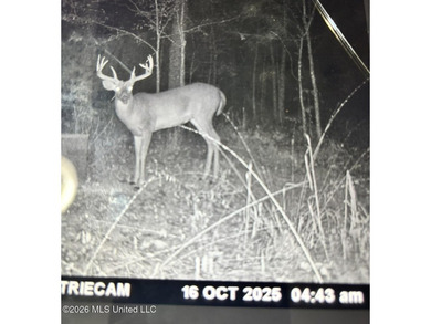 Discover an exceptional 295+/- acre recreational and hunting - photo 35