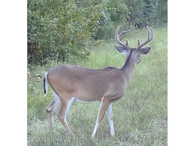 Discover an exceptional 295+/- acre recreational and hunting - photo 36