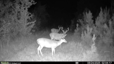 Discover an exceptional 295+/- acre recreational and hunting - photo 37