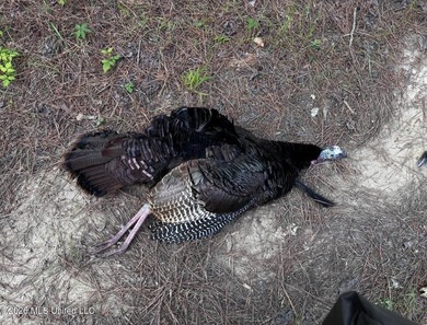 Discover an exceptional 295+/- acre recreational and hunting - photo 38